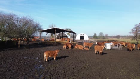 cow in farm brown cow look aerial dolly slide right sunny day