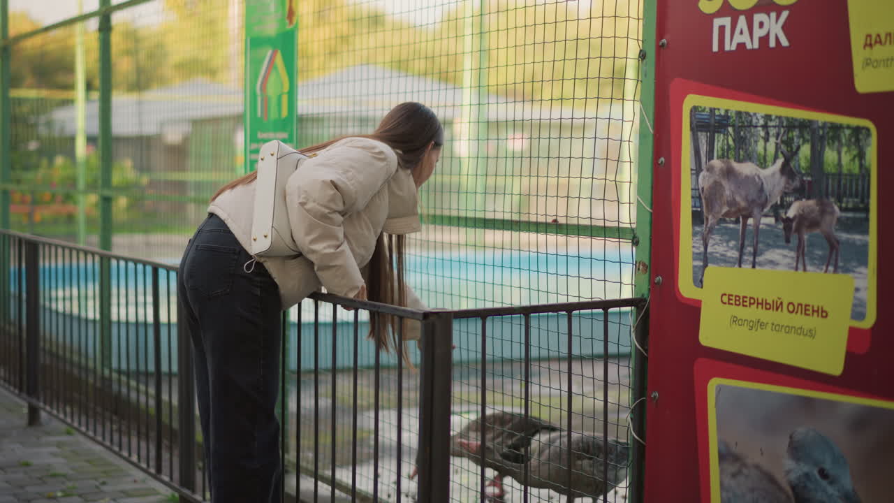 Mulher caucasiana se debruça sobre a cerca observando a área da piscina sob uma suave luz de outono, jaqueta casual e mochila, cabelo trançado, visitante solitária, placa informativa do zoológico e grade de metal, humor reflexivo