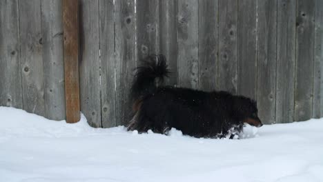 perro pastor australiano caminando en la nieve profunda oliendo alrededor