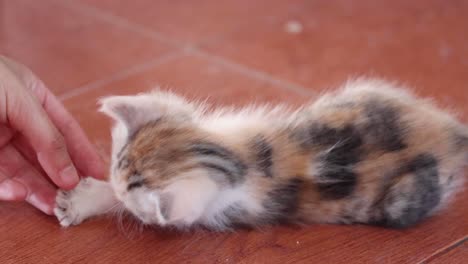 a playful kitten interacts with a person's hands.