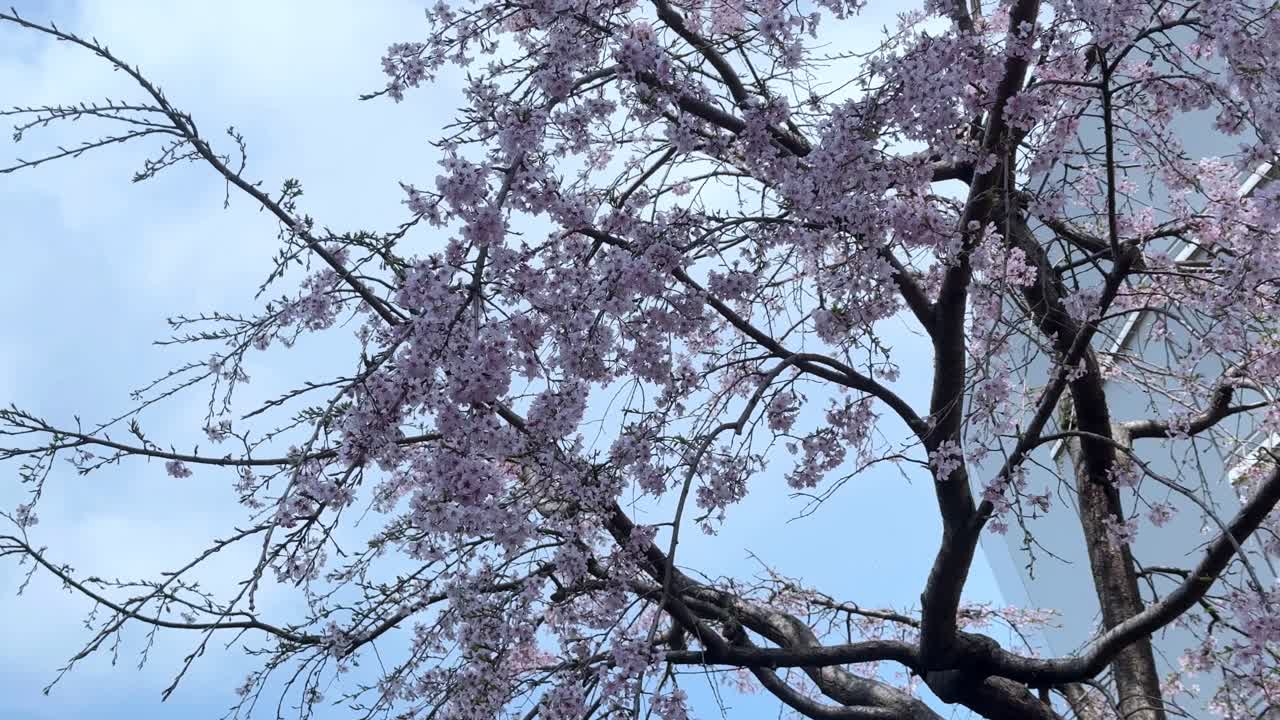 Ciliegi in fiore sakura con cielo blu, rami primaverili fioriti, iconici del Giappone