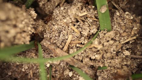 highly magnified area of dirt, grass blades, and fire ants running around their recently disturbed mound