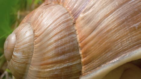 A macro close up shot of a snail shell then sliding right to the head of the snail with glistening moist skin and stalk eyes as it searches for food in the forest