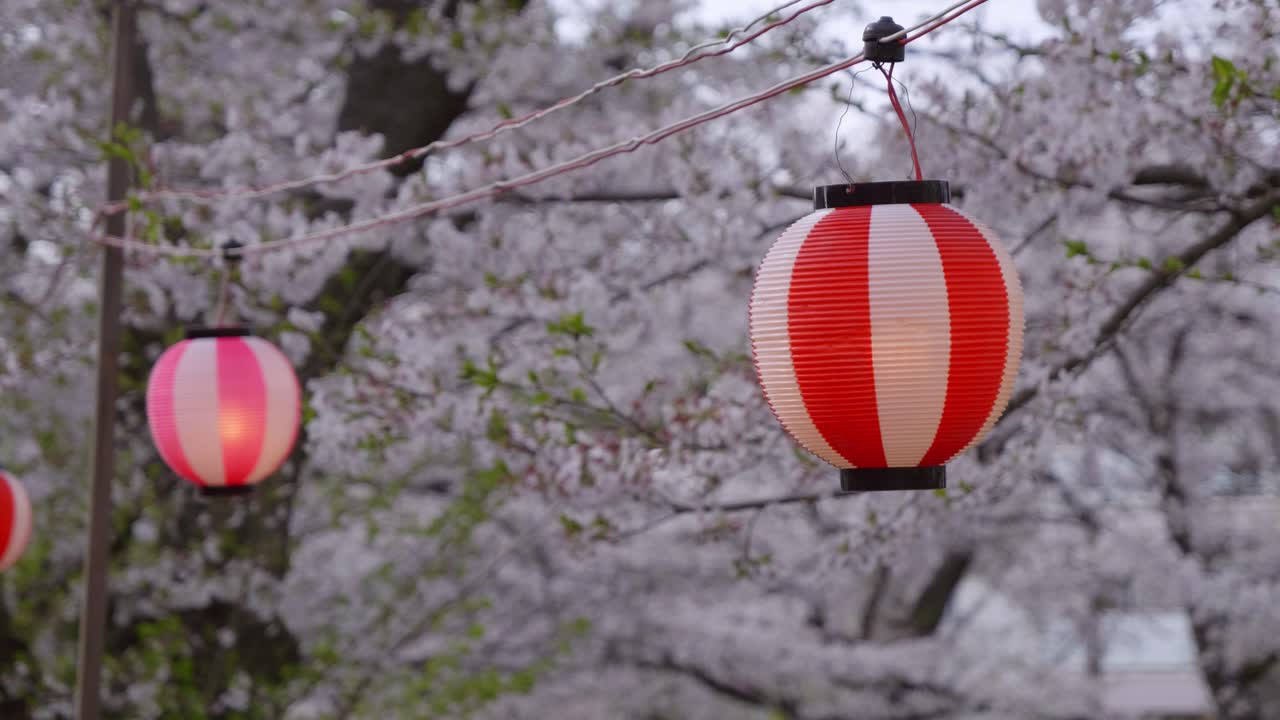 Red Japanese lantern with backdrop of Sakura cherry blossoms