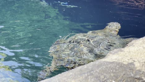 Cinematic-shot-following-a-Hawaiian-green-sea-turtle-swimming-at-the-Maui-Ocean-Center-in-West-Maui,-Hawai'i