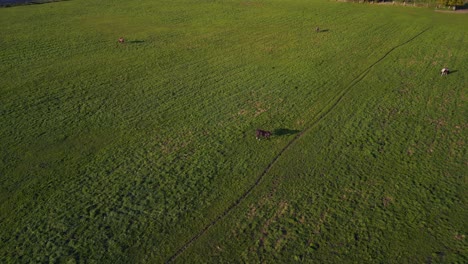 horse-throws-long-shadow-on-green-pasture-Beautiful-aerial-view-flight-drone-camera-pointing-down
of-horse-pasture-field-brandenburg-havelland-Germany-at-summer-2022