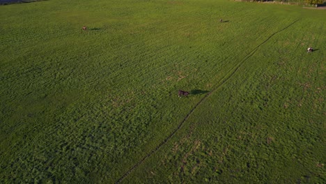 Pferd-Wirft-Langen-Schatten-Auf-Grüne-Weide-Schöne-Luftbild-flugdrohnenkamera,-Die-Im-Sommer-2022-Auf-Das-Pferdeweidefeld-Brandenburg-Havelland-Deutschland-Zeigt