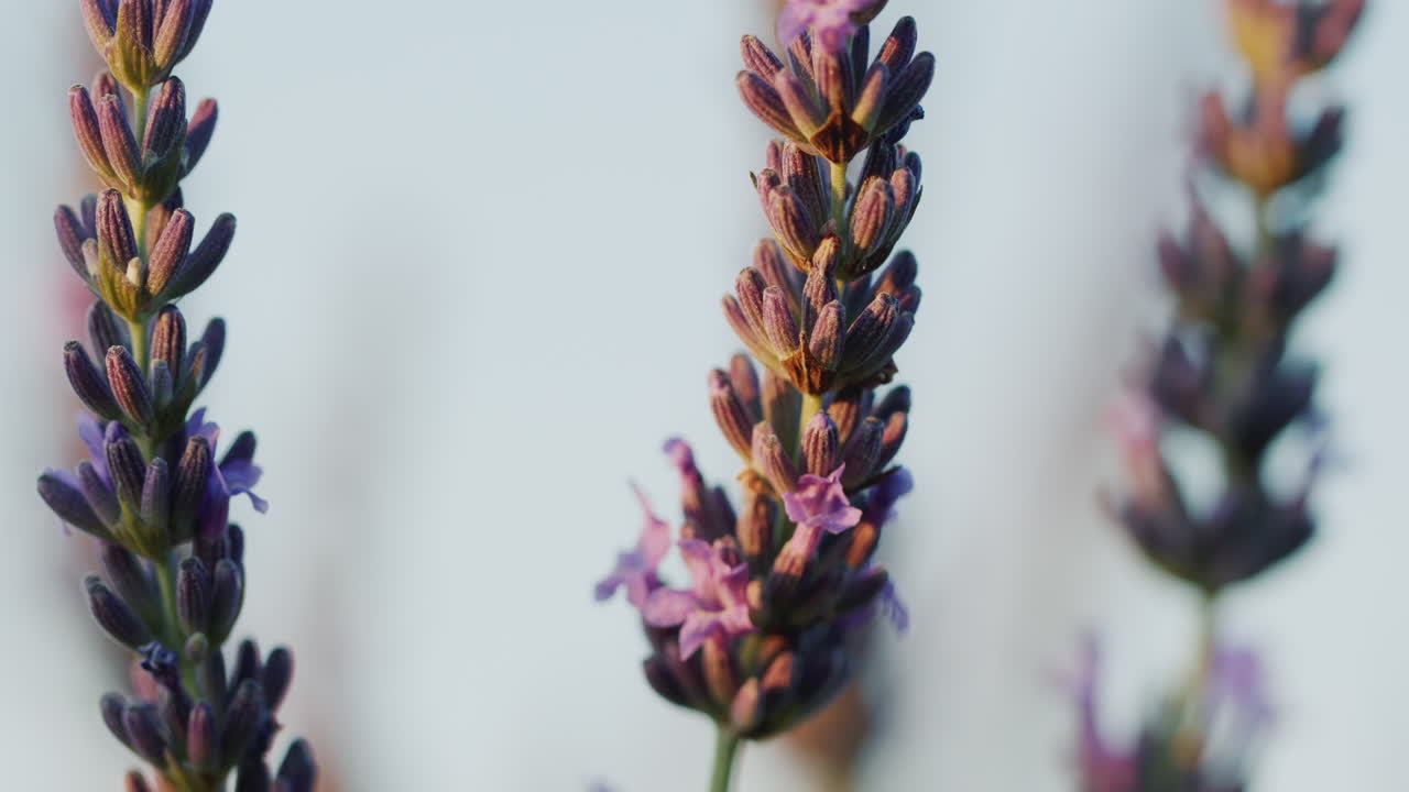 arbustos de lavanda en el campo, planta medicinal y hermoso campo. toma de primer plano