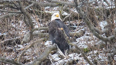 a bald eagle perches in the think alder trees of kodiak island alaska during a winter snow storm