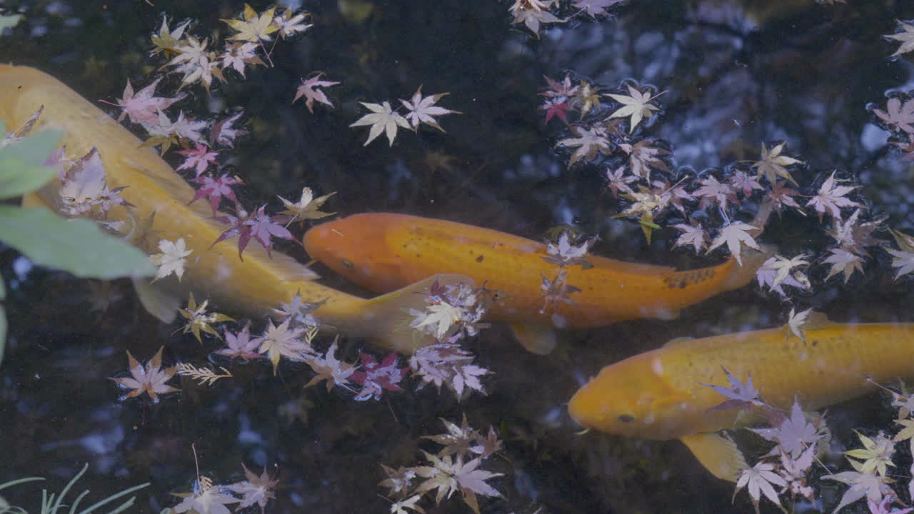Koi Fish Pond with Maple Leaves