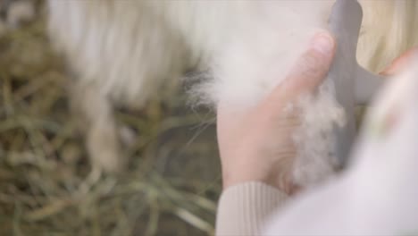 el peinado de las cabras