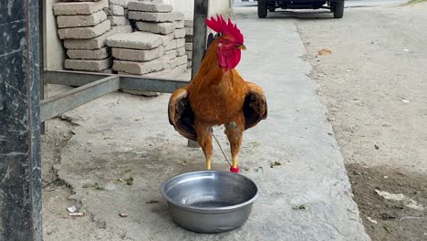 Large-fighting-rooster-cockerel-with-feeding-bowl-tethered-by-the-leg-with-a-rope-in-Southeast-Asian-destination