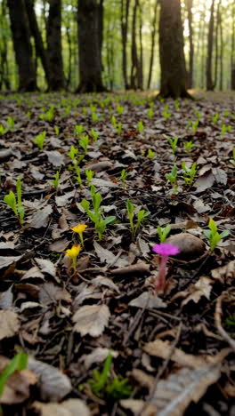 springtime in the forest