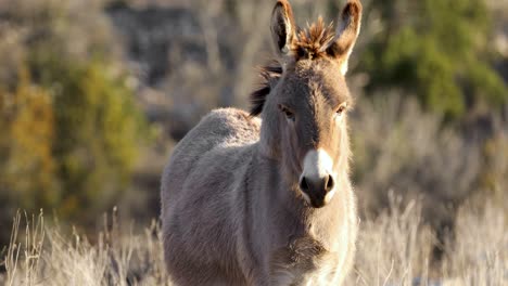 wild mule donkey standing and looking at camera - closeup portrait