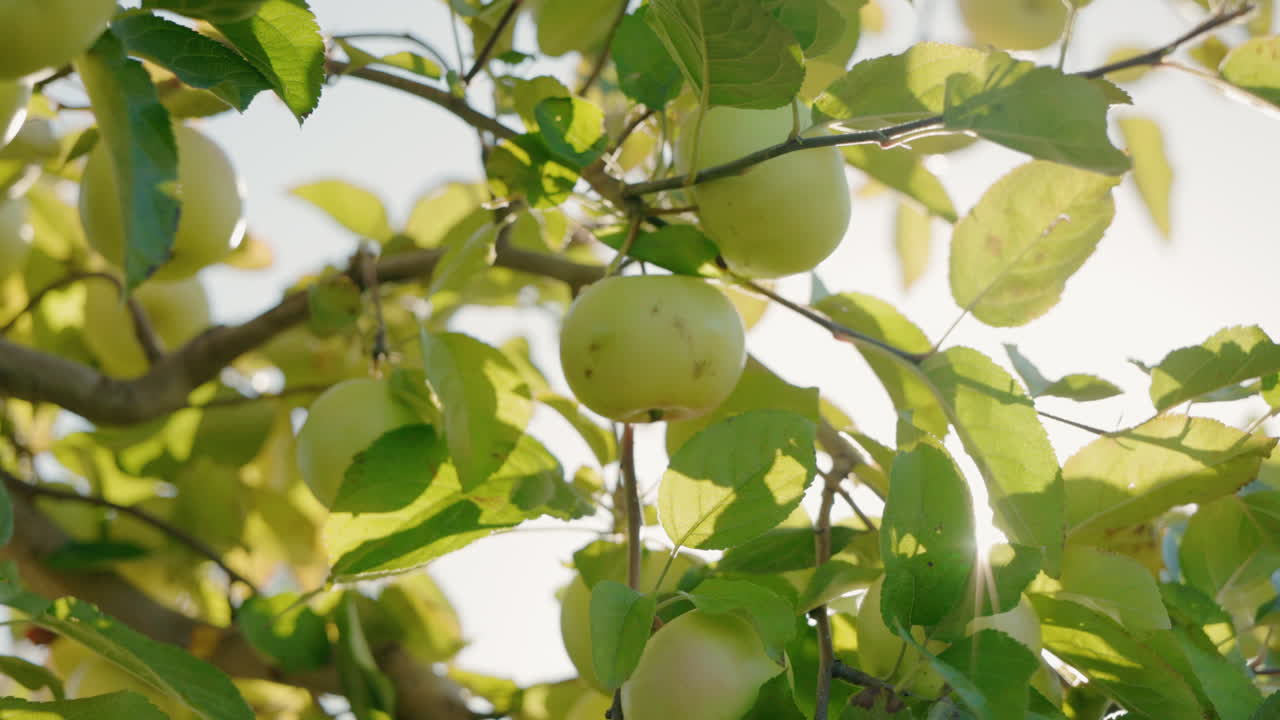 Harvesting Ripe Apples in the Orchard