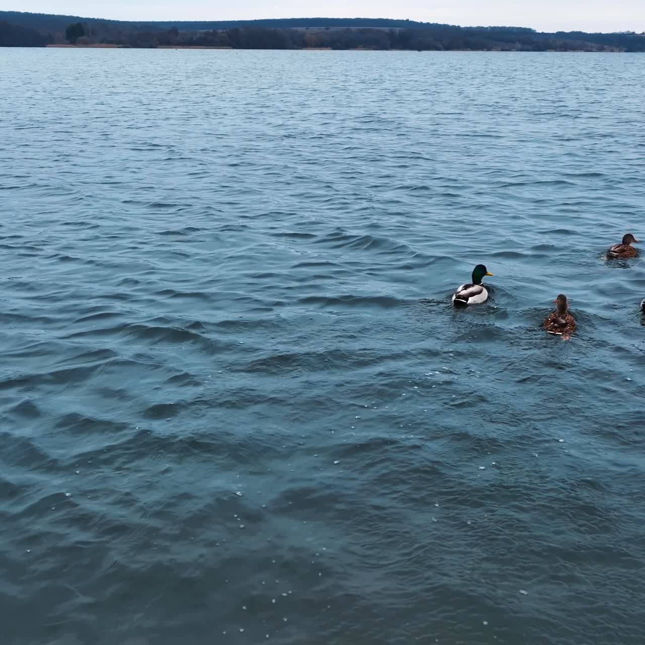 Beautiful wild birds on the grey river. Mallard ducks floating away from drone. Dark bank of river at backdrop