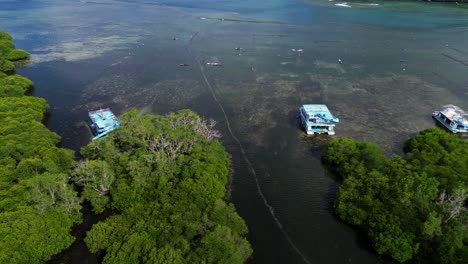 Underwater-algae-farming-in-sea-near-lush-trees