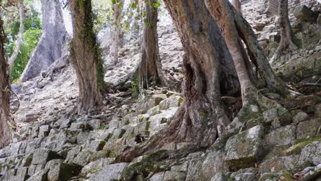 trees grow out of jumble of stones of ancient pyramid at copan ruins