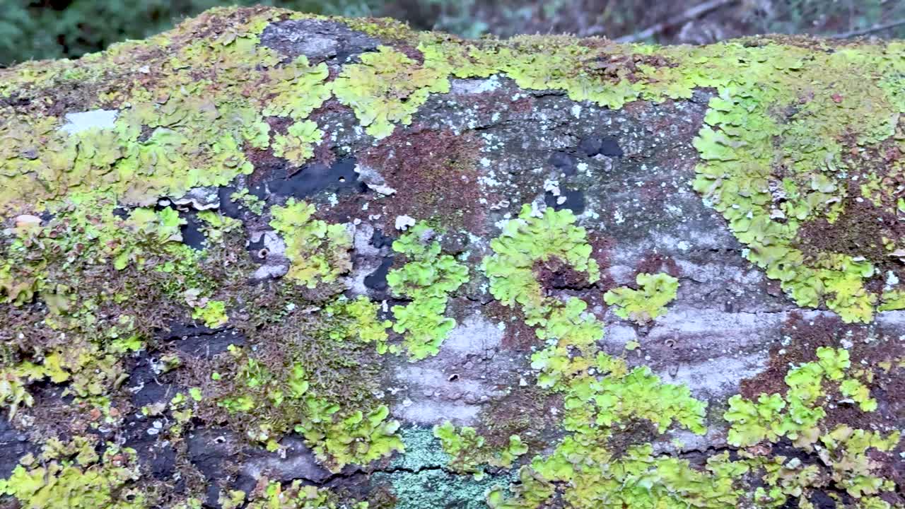 Camera slowly pans over mossy, lichen-covered log in natural daylight, highlighting texture and color