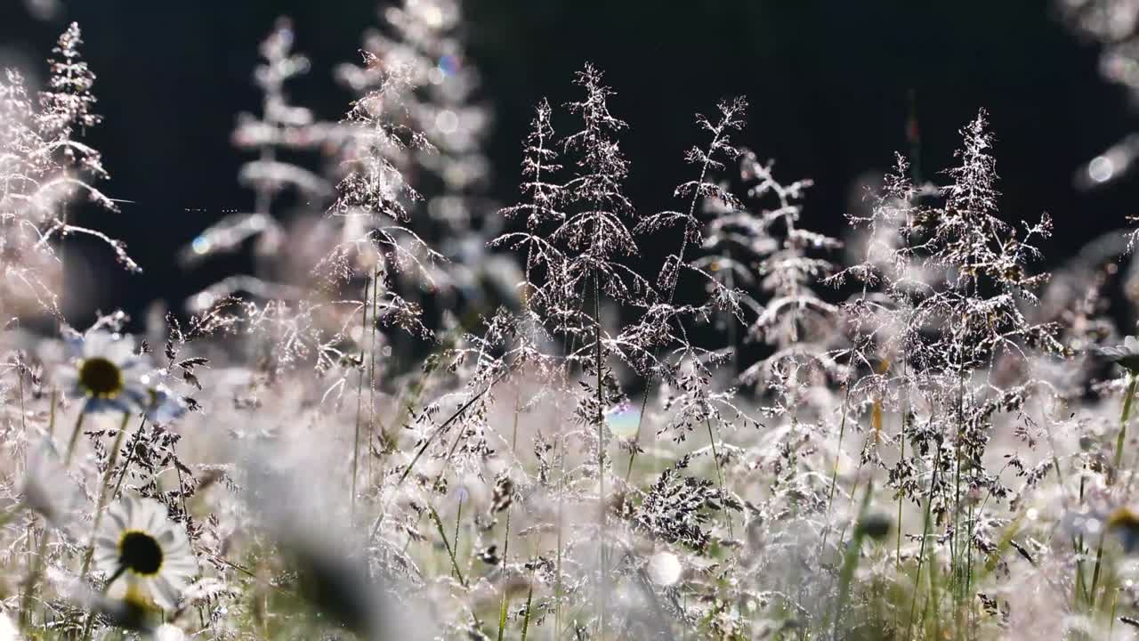 rocío en las cimas de la hierba alta del campo a principios de la mañana de verano. campo, vacaciones