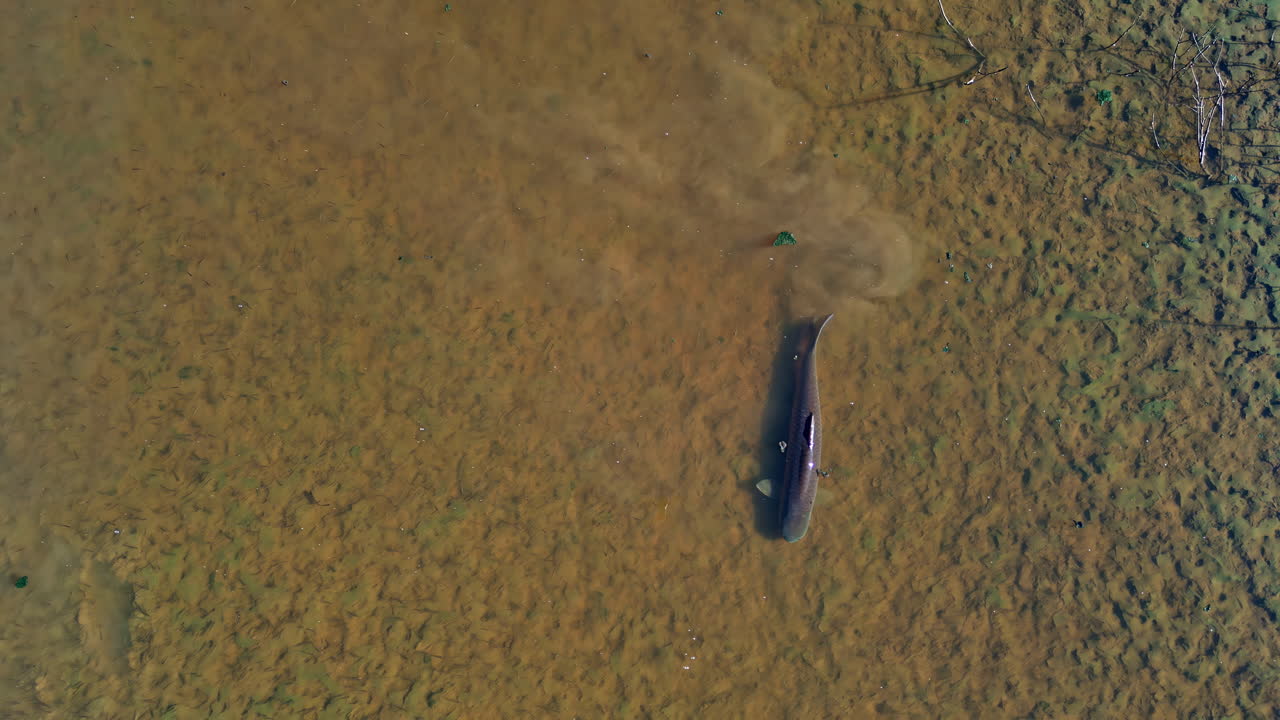 Solo grass carp or Ctenopharyngodon idella swims in shallow clear muddy waters, aerial tracking follows