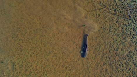 solo grass carp or ctenopharyngodon idella swims in shallow clear muddy waters, aerial tracking follows