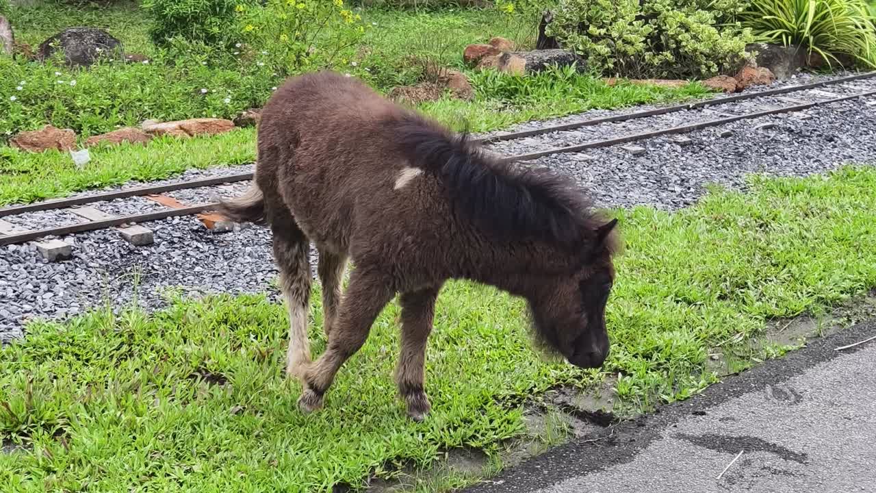 작은 갈색 포니가 기차 트랙 근처의 정원에서 먹이를 먹고 있다