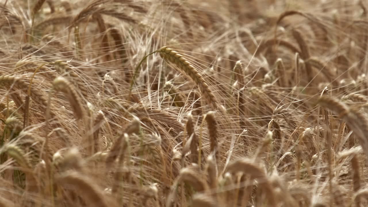 летний урожай кукурузы, качающийся в сильном ветре в ворчестершире, англия