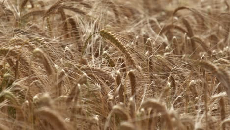 A-summer-crop-of-Corn-swaying-in-a-strong-breeze-in-Worcestershire,-England