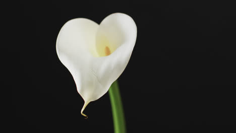 video of white kalia flower with copy space on black background