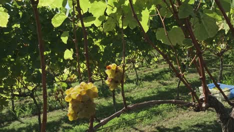 Wide-shot-of-a-person's-hand-cutting-the-grape-vines-at-a-grape-harvest