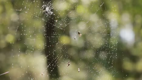 raindrops on the spider web. cobwebs in small drops of rain.