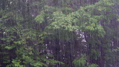 trees and pouring rain in the forest