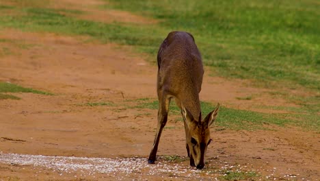 buck eating in the african bush hd 24fps