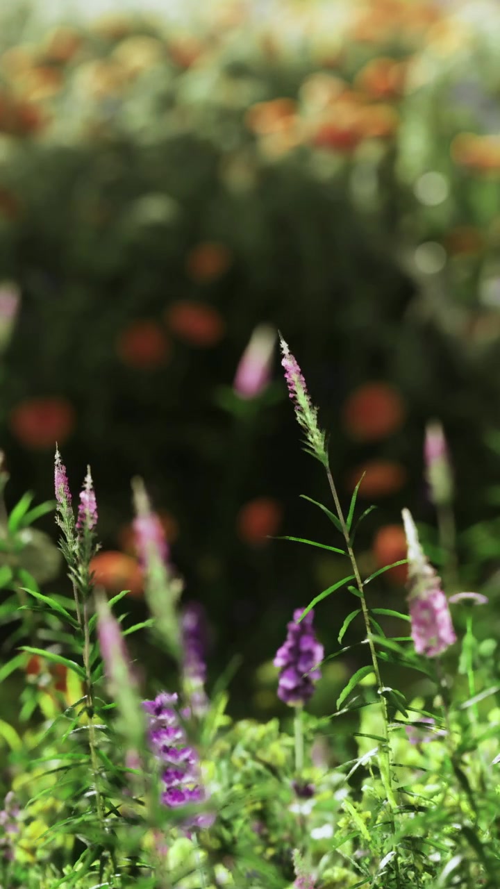Fiori crescono in un giardino con molti colori e forme durante il giorno