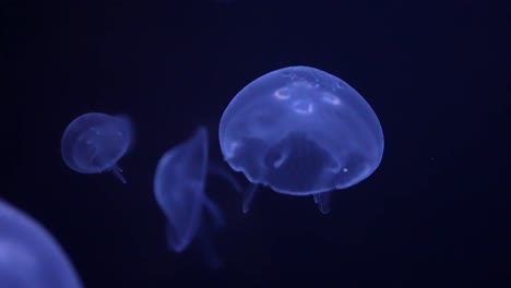 medusas azules y moradas que se impulsan en el agua de mar negra - aisladas de cerca