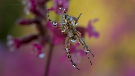 spider with dew drops on web