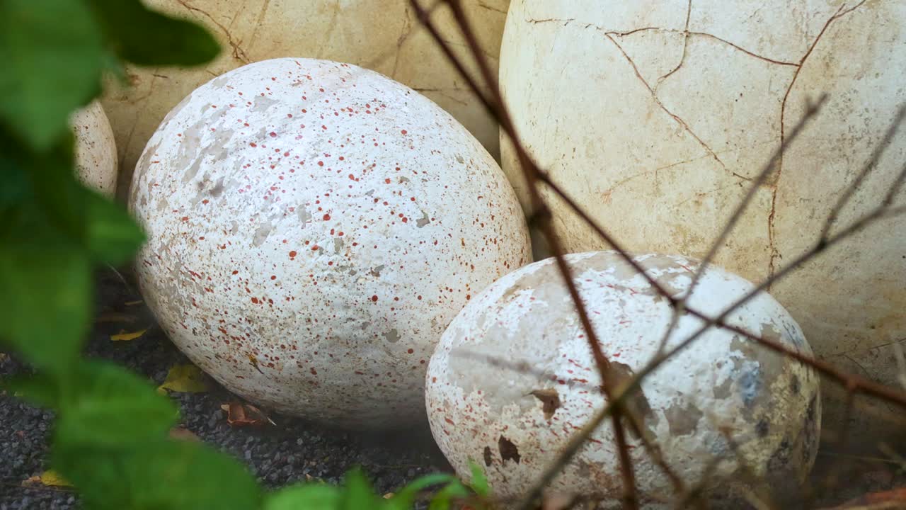 Close-up of dinosaur eggs nestled among leaves and branches, suggesting a prehistoric setting with natural lighting