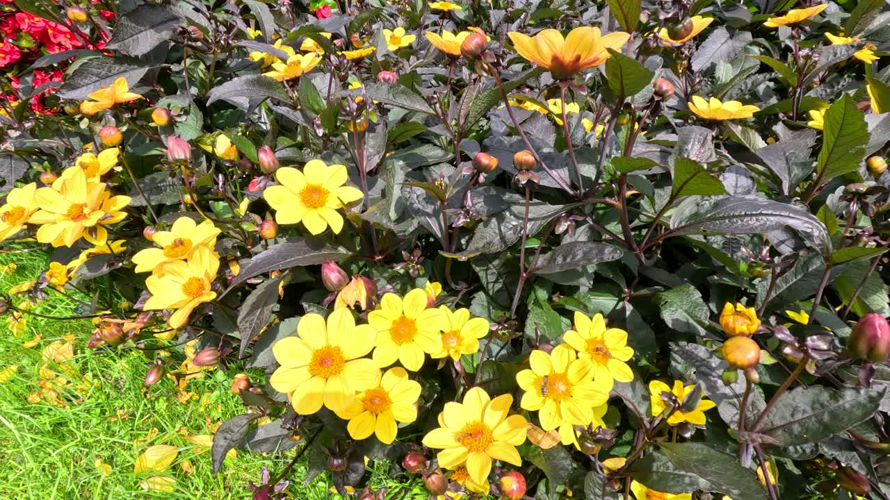 A bee actively pollinates vibrant yellow Turnera ulmifolia flowers in a lush Berlin park, captured in bright daylight with steady close-up framing