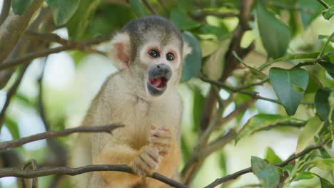 squirrel monkeys on a tree