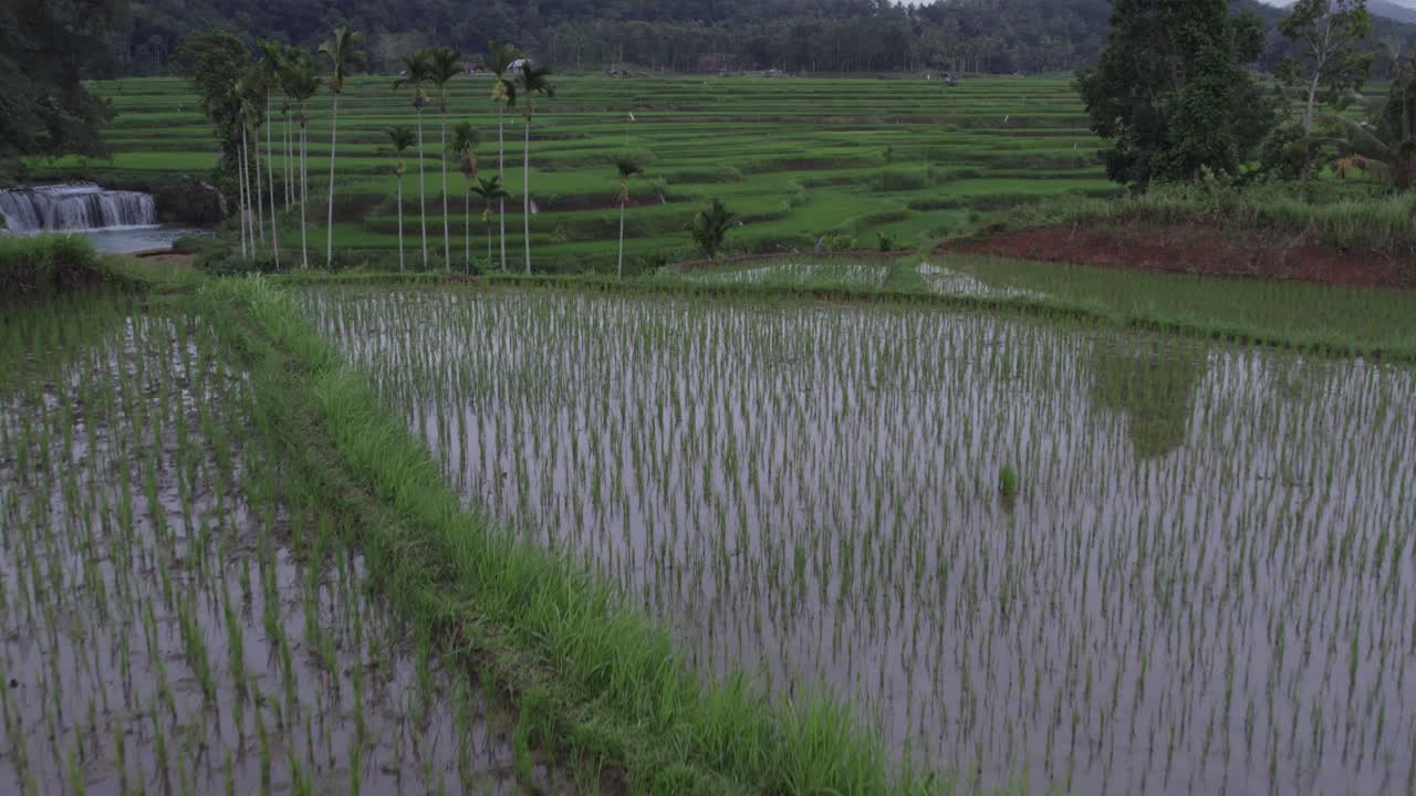Risaia di fronte alla cascata Waikelo Sawah sull'isola di Sumba, Indonesia, ripresa aerea.