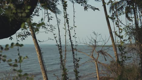 disparo estático de troncos y vides cerca de una playa durante un día nublado y ventoso