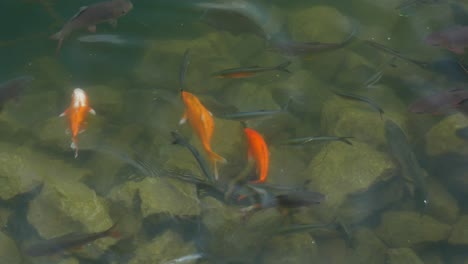 Carpas-Y-Peces-De-Colores-En-El-Estanque