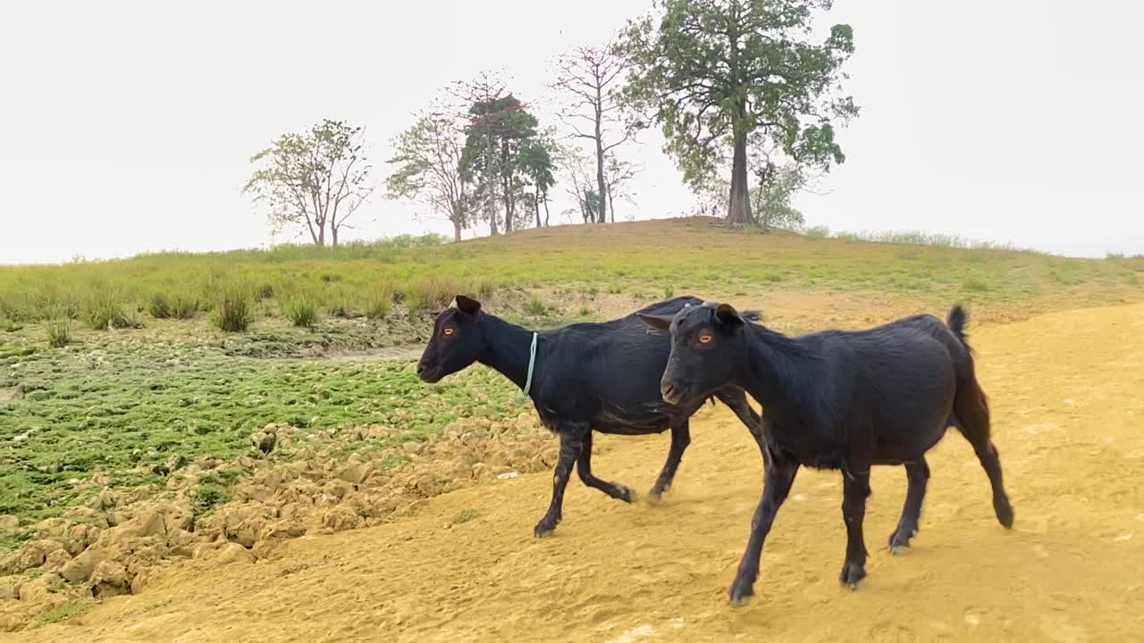 un rebaño de cabras camina por un camino rural de tierra en asia, con vistas panorámicas al campo en el fondo