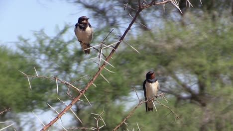 Two-barn-swallows-on-a-thorny-bush-in-African-landscape,-front-view,-medium-shot,-blue-sky