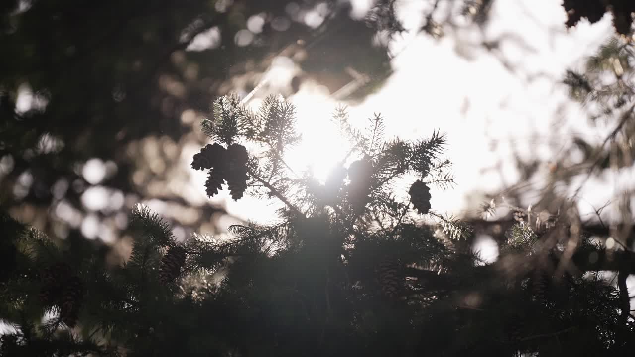 солнечный свет проходит через сосновые ветви с видимыми сосновыми конусами