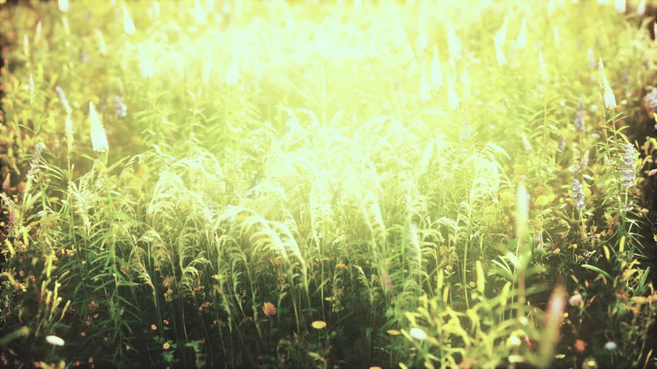 여름 해가 지는 날 야생 꽃