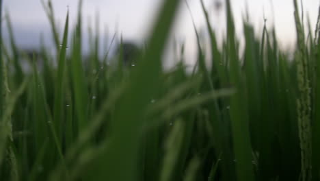 Wassertropfen-Auf-Gras-Mit-Tau