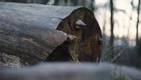 Close-up-pan-of-thick-brown-trunk-of-chopped-down-tree-in-forest