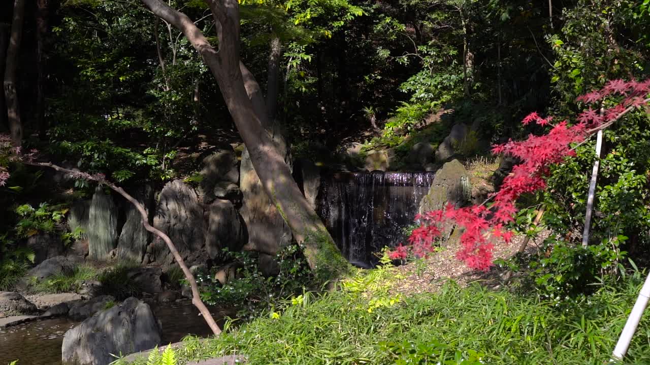 dolly hacia la cascada dentro del jardín a través del hermoso color rojo del otoño